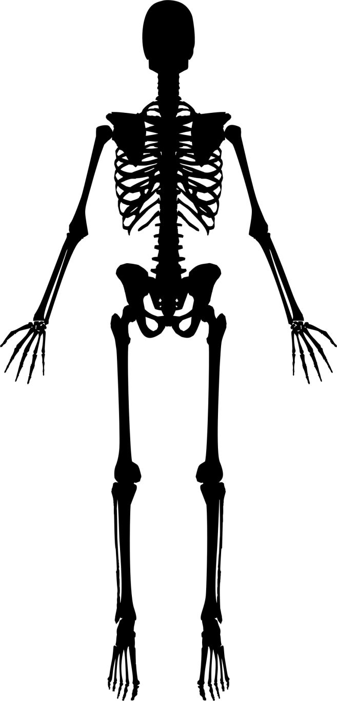 Skeleton PNG    图片编号:42653