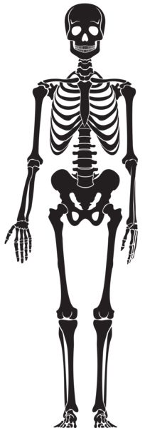 Skeleton PNG    图片编号:42664