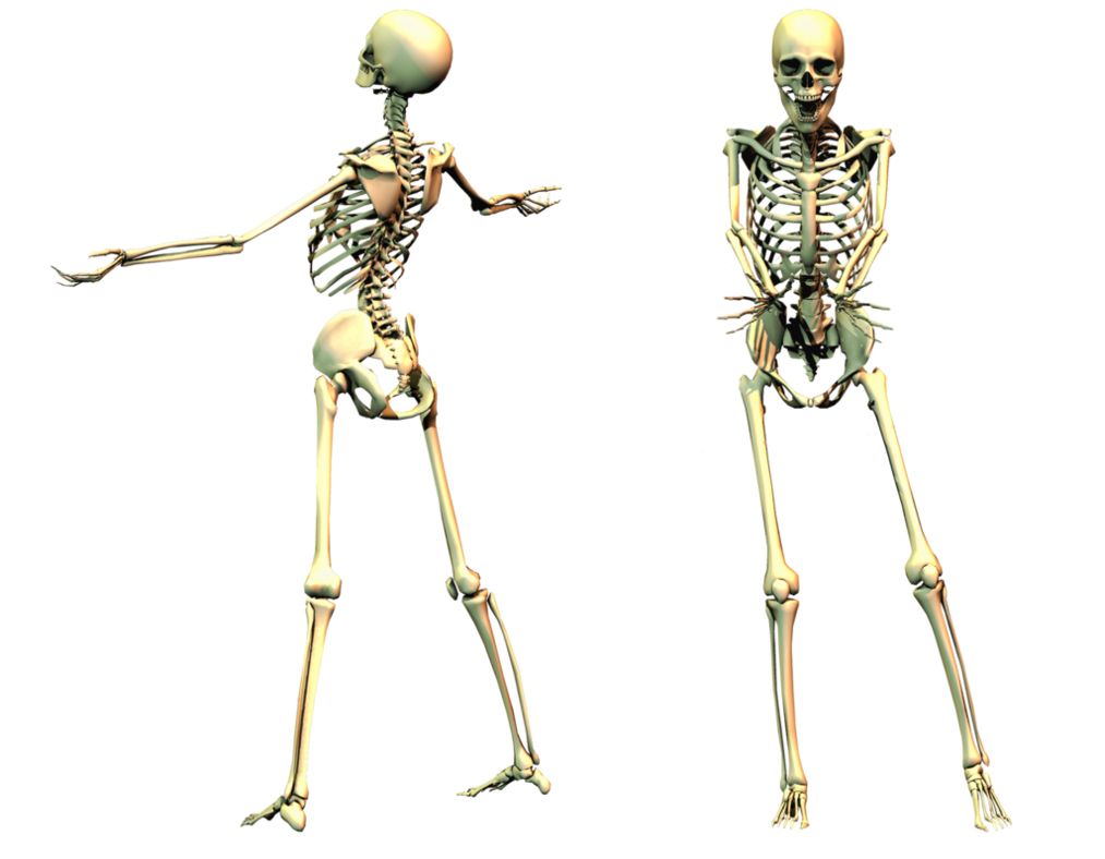 Skeleton PNG    图片编号:42666