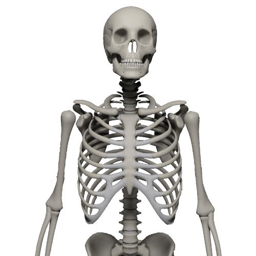 Skeleton PNG    图片编号:42667