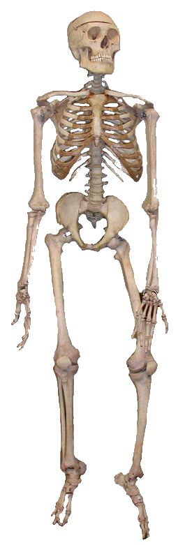 Skeleton PNG image    图片编号:5530