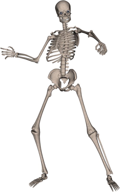 Skeleton PNG image    图片编号:5531