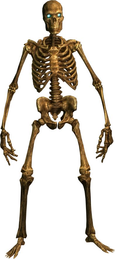 Skeleton PNG image    图片编号:5545