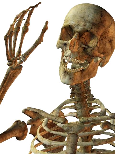 Skeleton PNG image    图片编号:5546