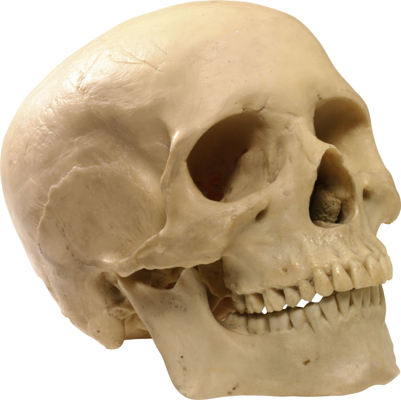 Skull PNG image    图片编号:5550