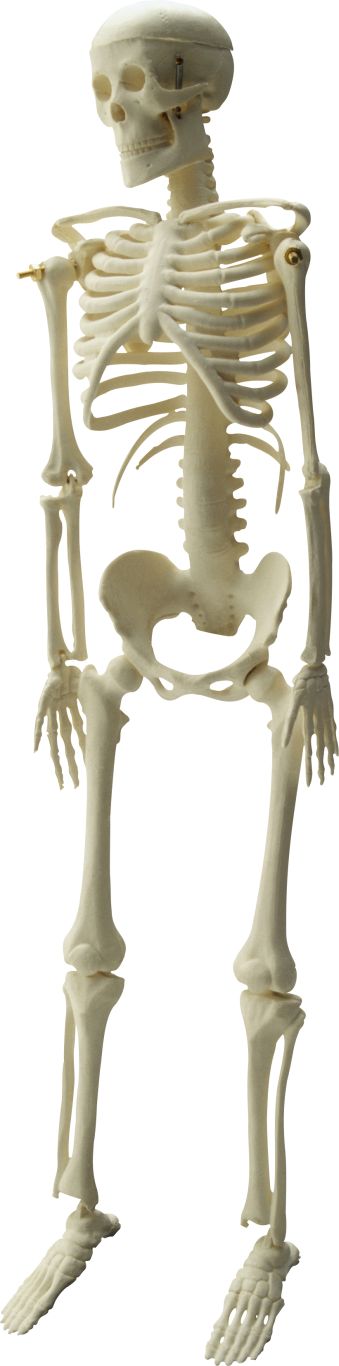 Skeleton PNG image    图片编号:5551