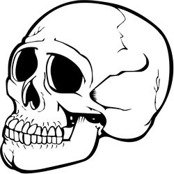 Skull PNG image    图片编号:5553