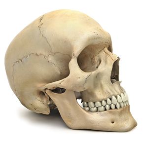 Skull PNG image    图片编号:5561