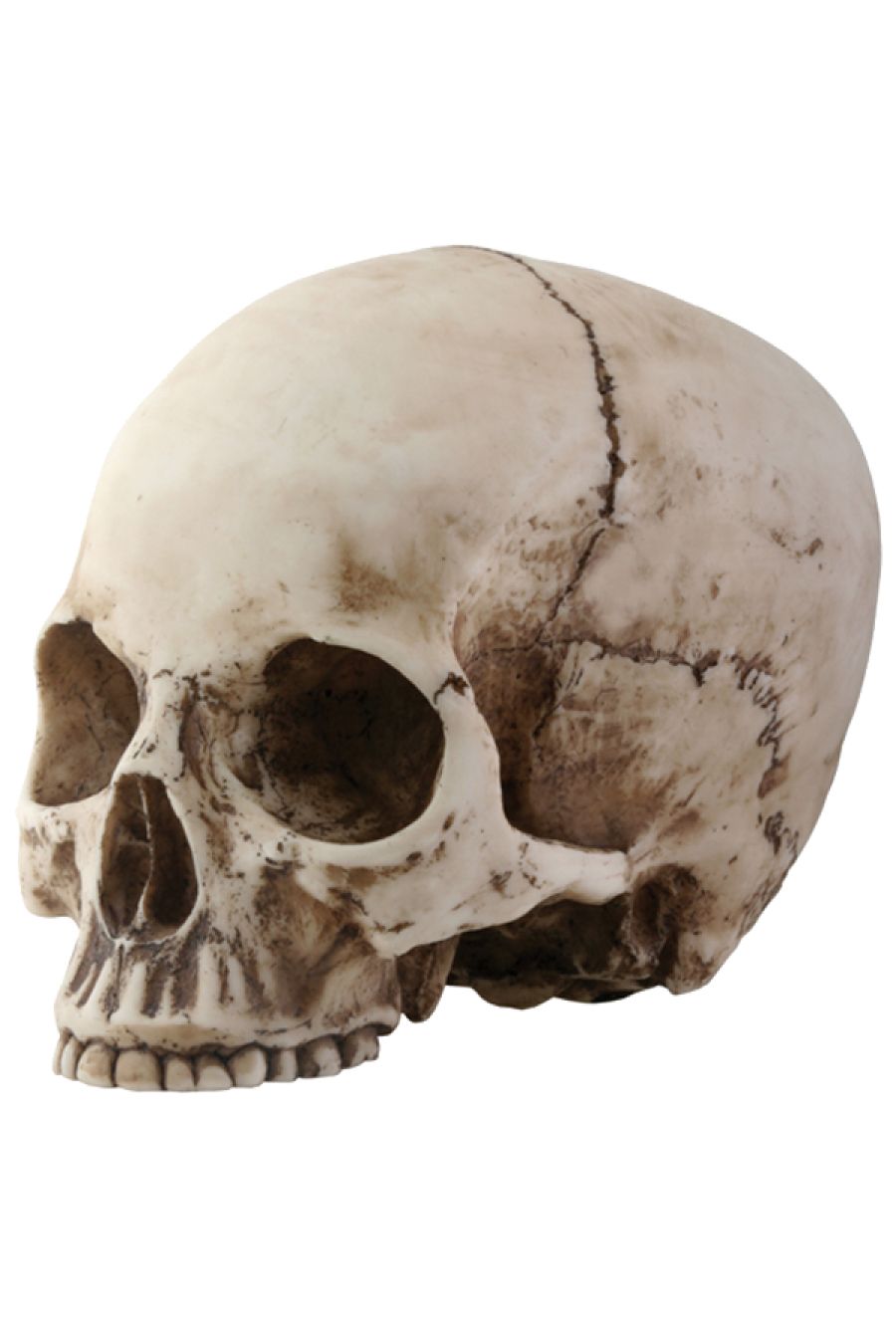 Skull PNG image    图片编号:5563