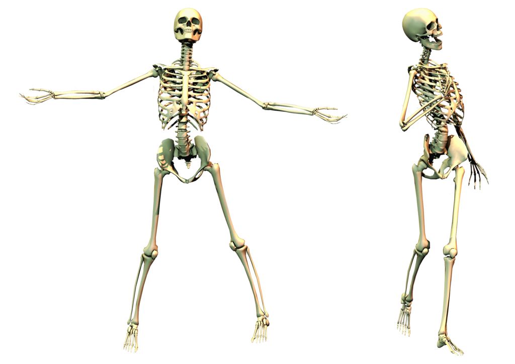 Skeleton PNG image    图片编号:5565