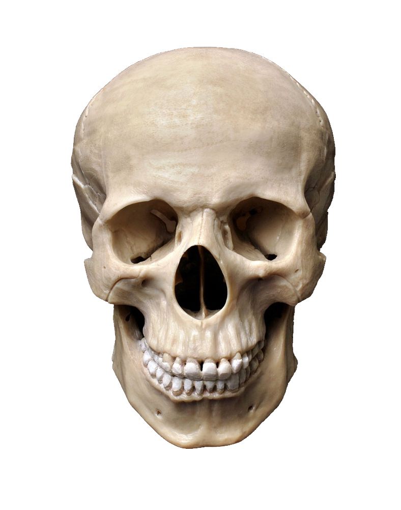 Skull PNG    图片编号:42530