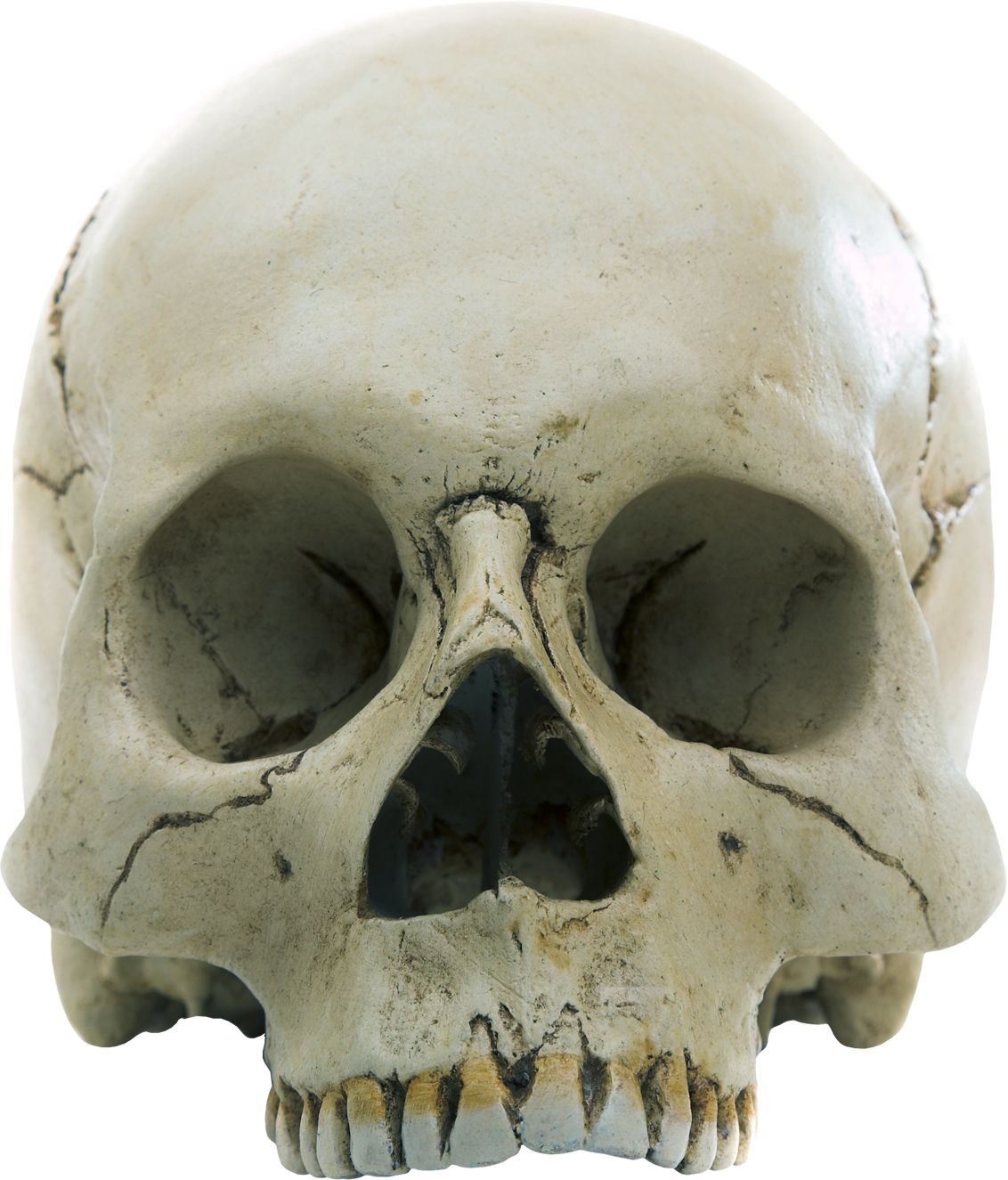 Skull PNG    图片编号:42539
