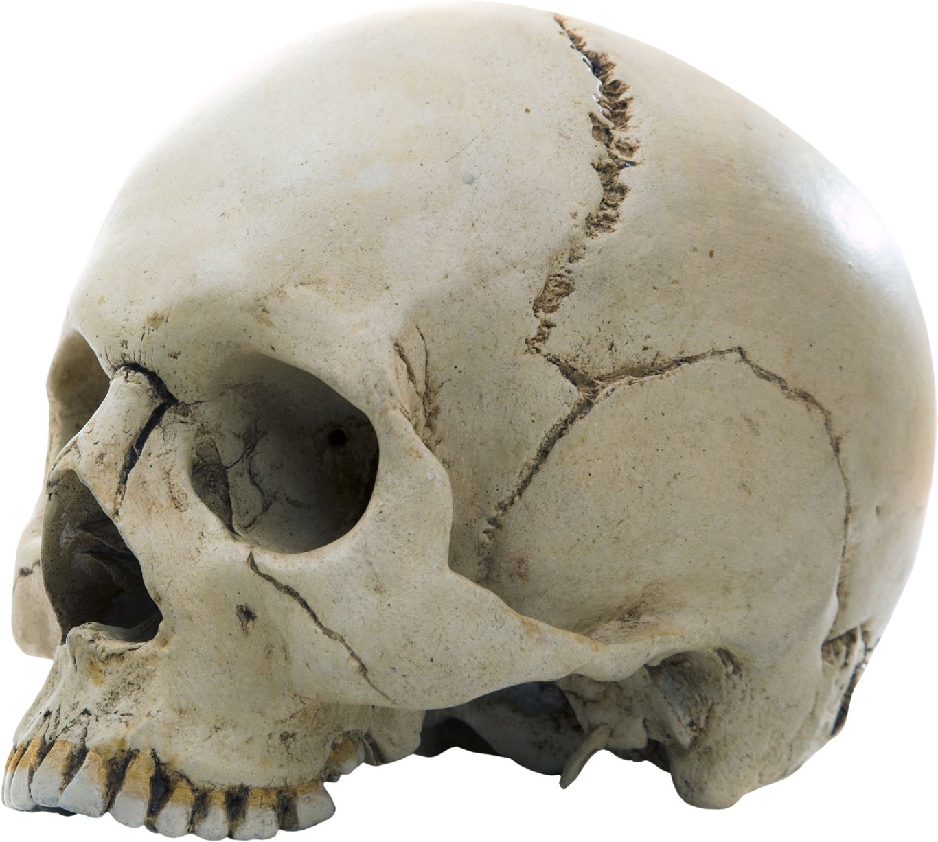 Skull PNG    图片编号:42540