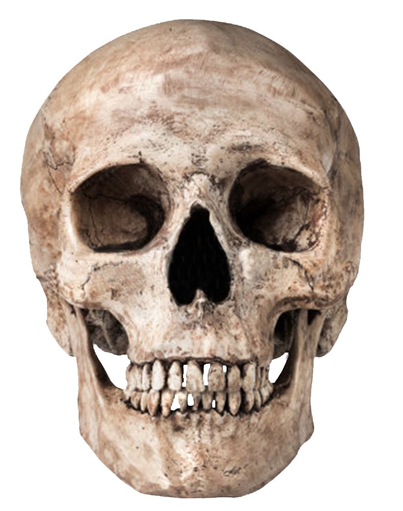 Skull PNG    图片编号:42541