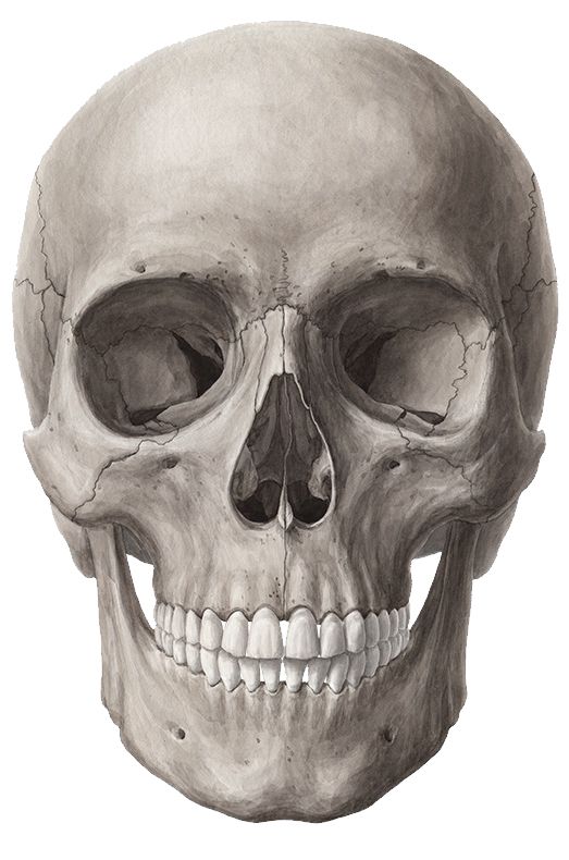 Skull PNG    图片编号:42542