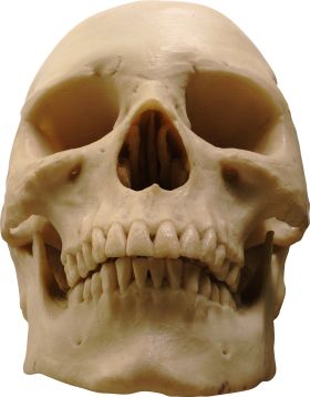 Skull PNG    图片编号:42551