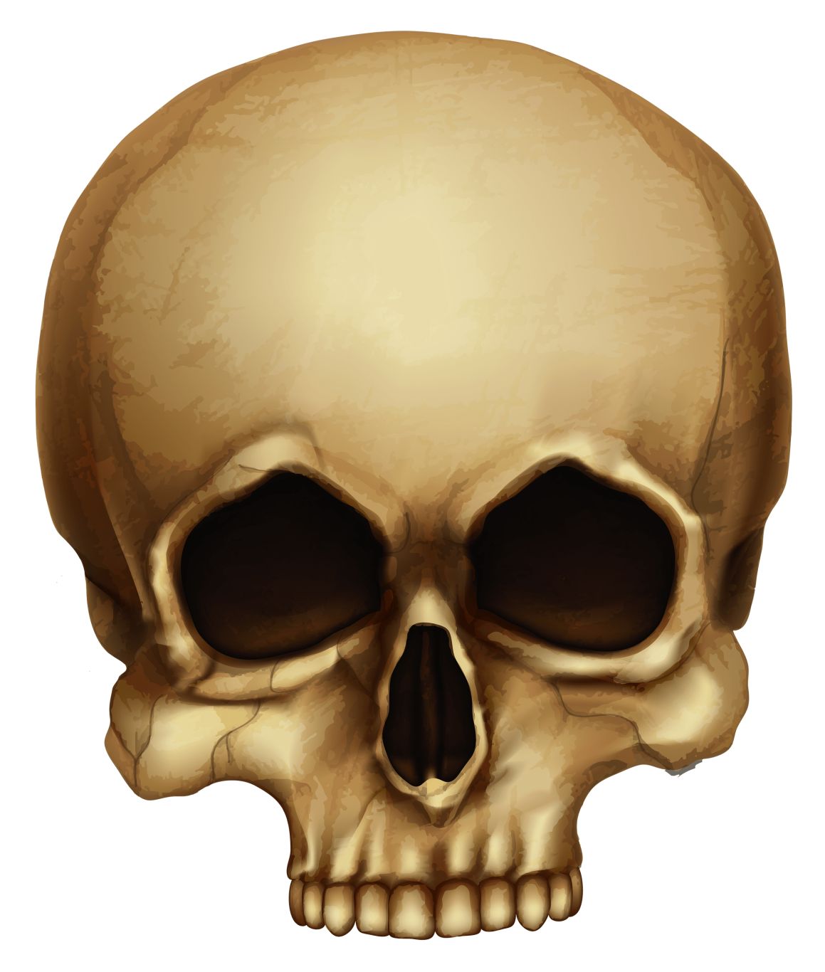 Skull PNG    图片编号:42552