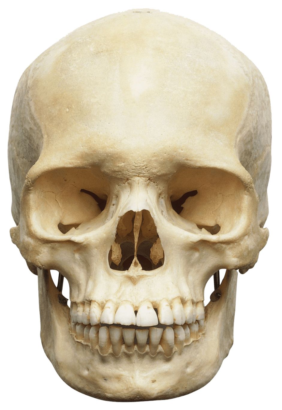 Skull PNG    图片编号:42554