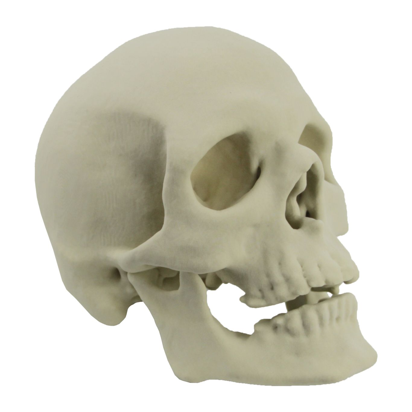 Skull PNG    图片编号:42556