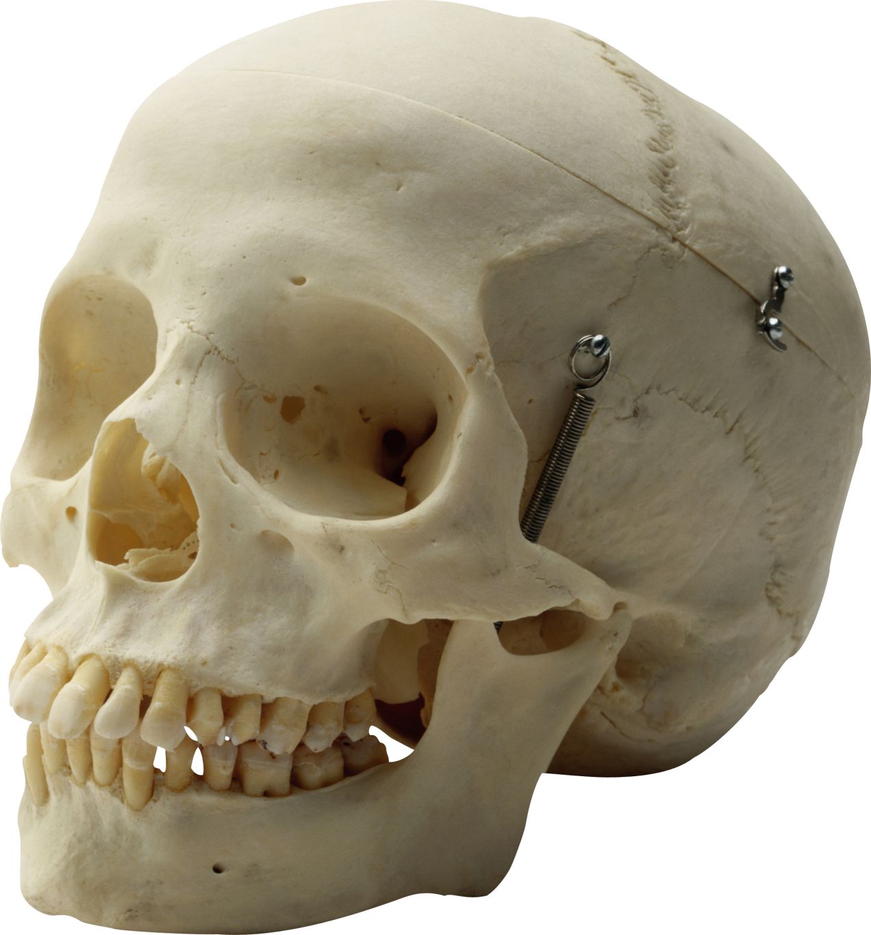 Skull PNG    图片编号:42558