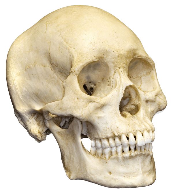 Skull PNG    图片编号:42561
