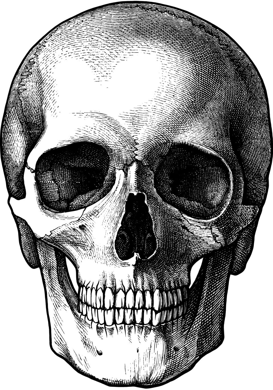 Skull PNG    图片编号:42563