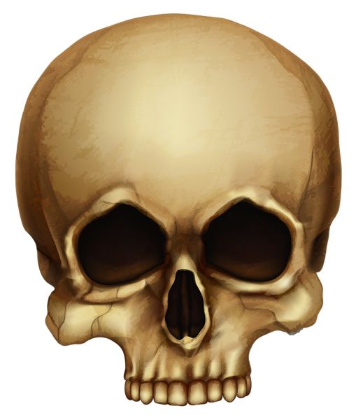 Skull PNG    图片编号:42572