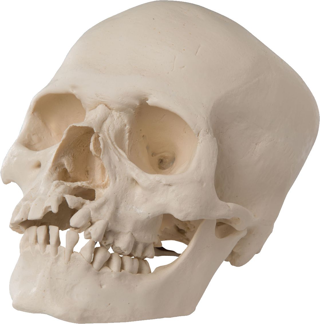 Skull PNG    图片编号:42534