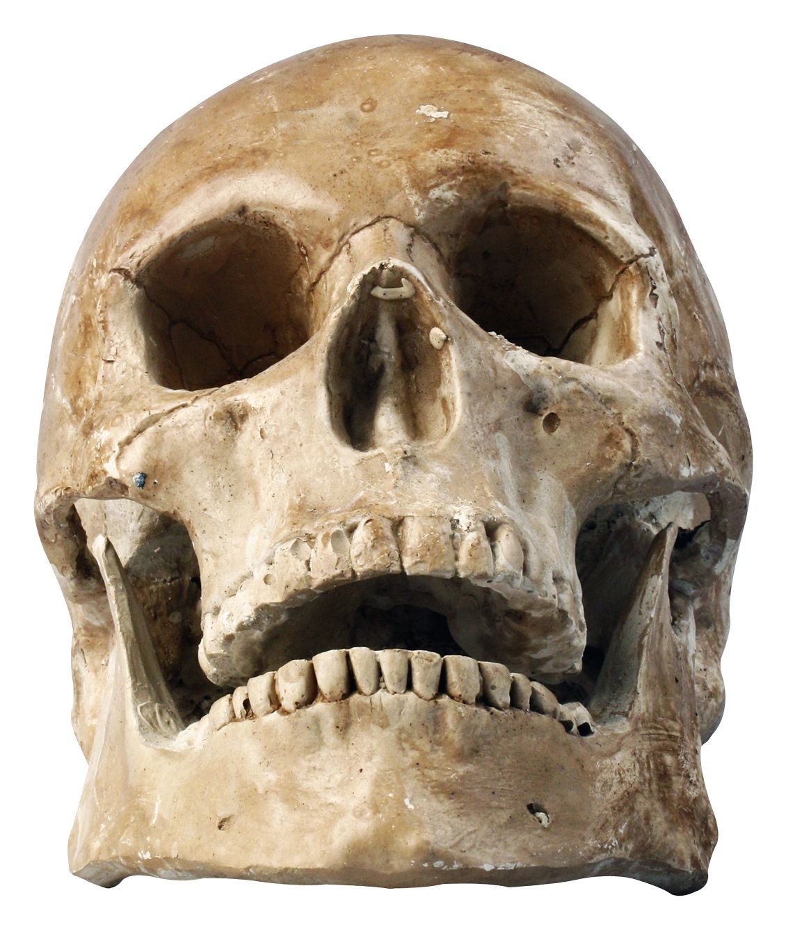 Skull PNG    图片编号:42581