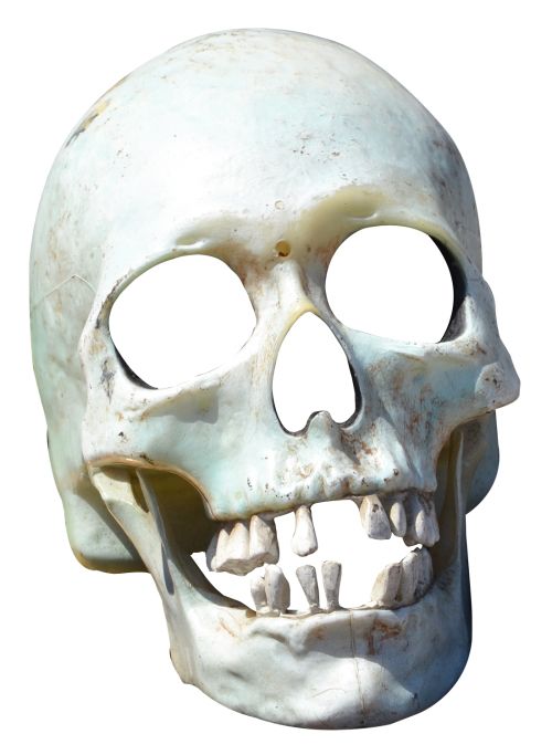 Skull PNG    图片编号:42582