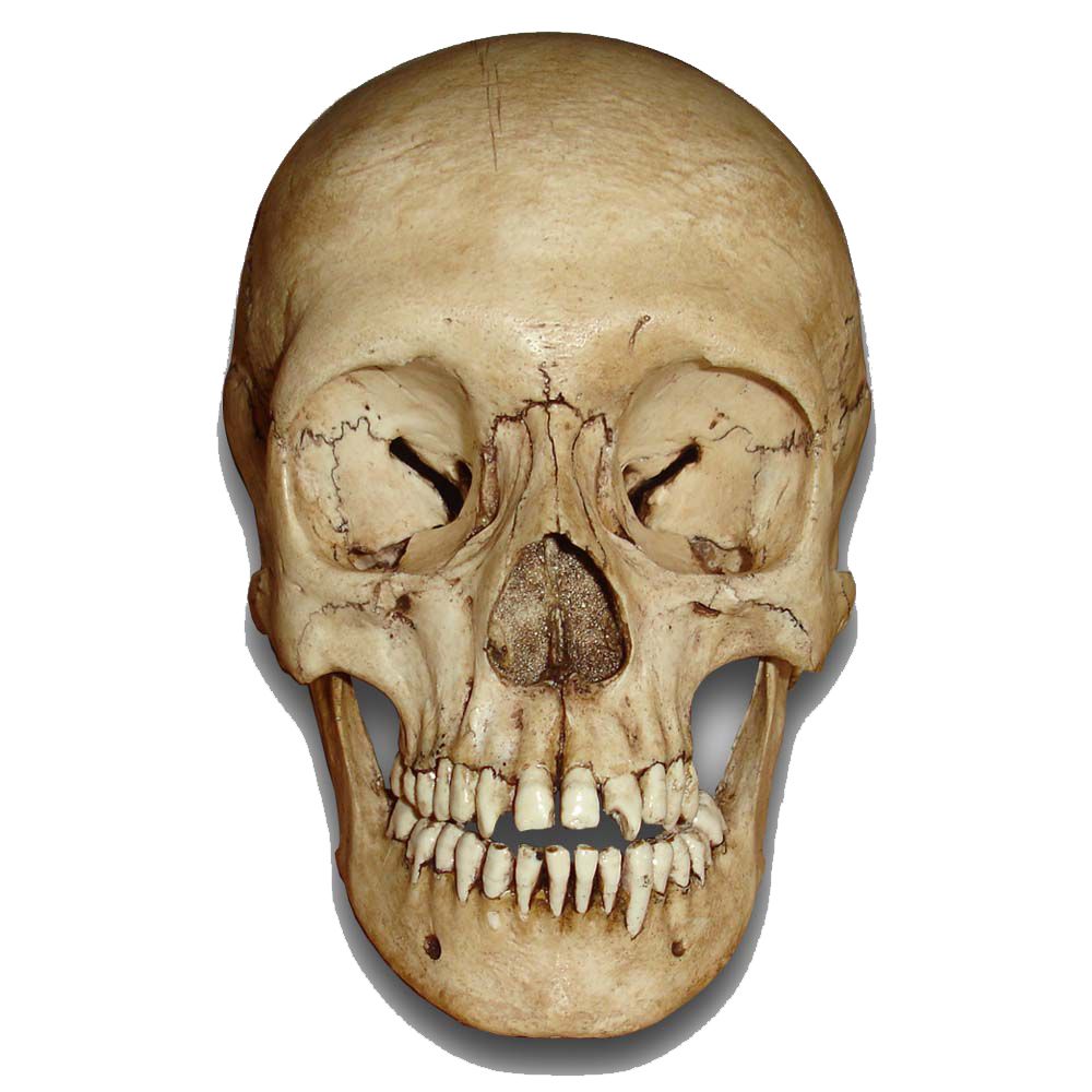 Skull PNG    图片编号:42596