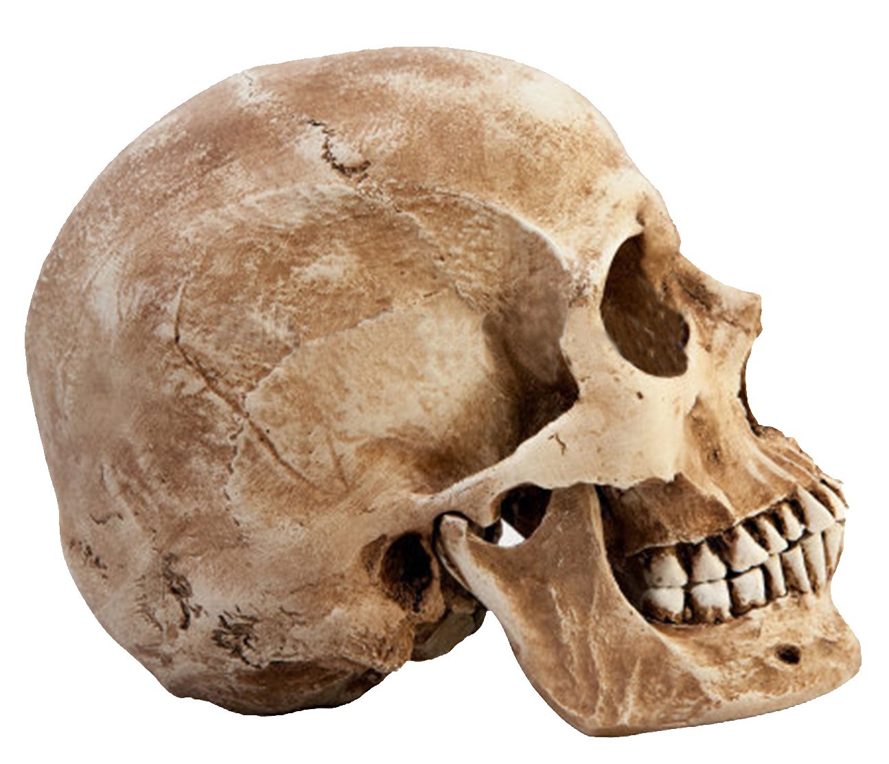 Skull PNG    图片编号:42600