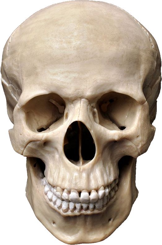 Skull PNG    图片编号:42538