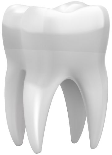 tooth png    图片编号:103543