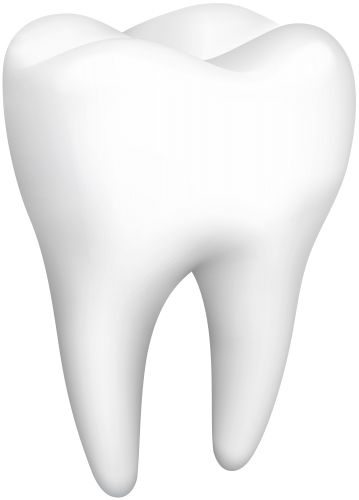 tooth png    图片编号:103552