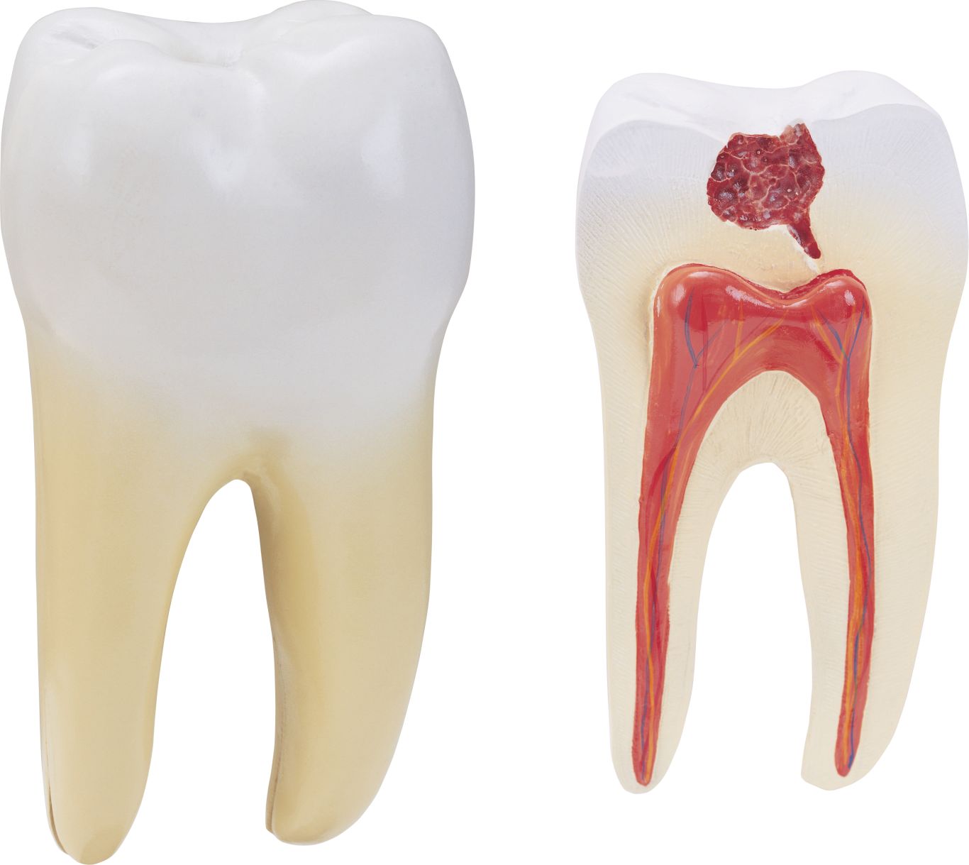 Tooth PNG image    图片编号:7323