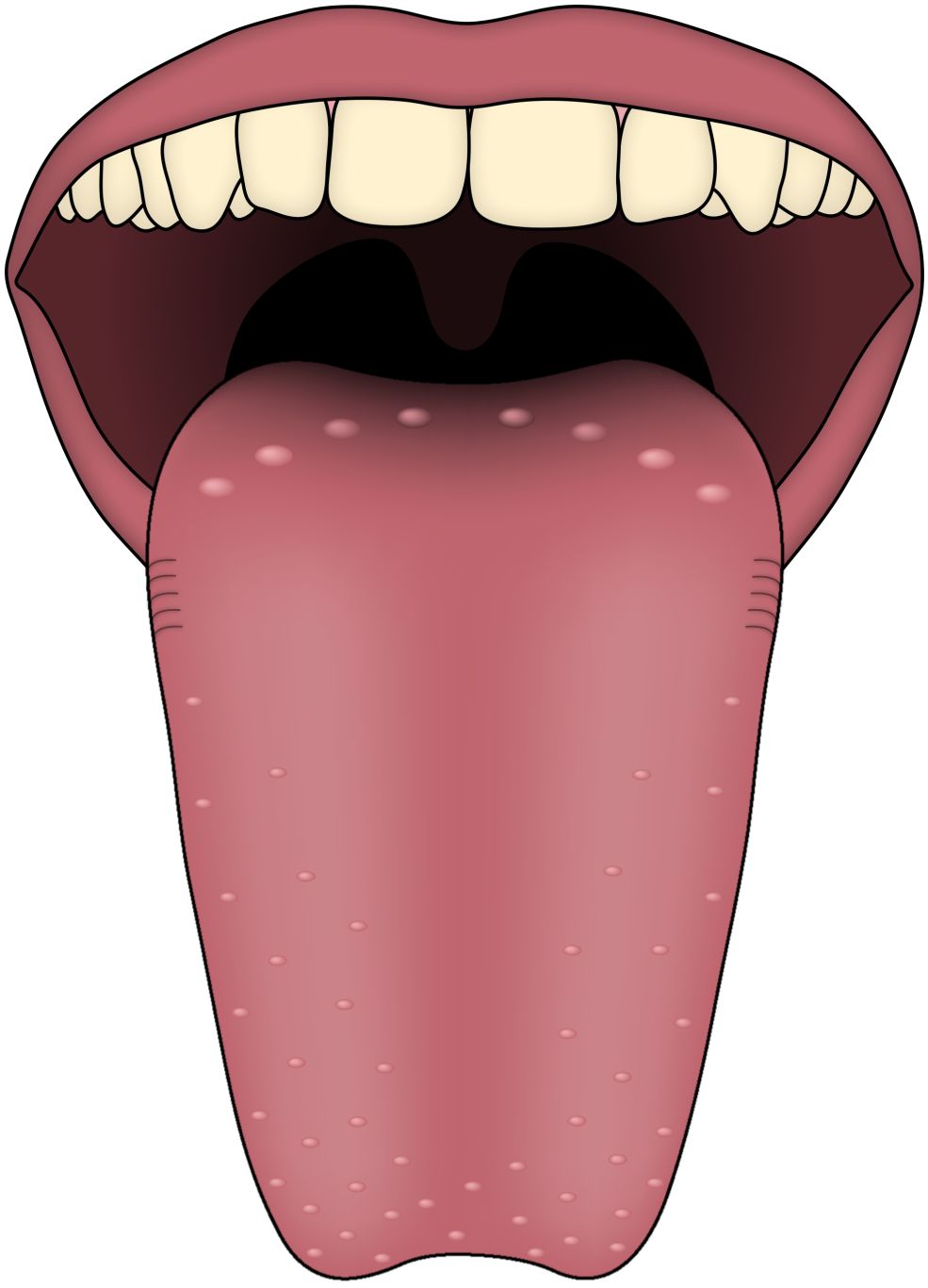 Tongue PNG    图片编号:26351