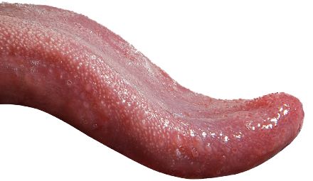 Tongue PNG    图片编号:26361