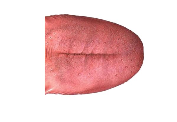 Tongue PNG    图片编号:26366