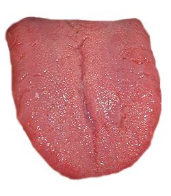 Tongue PNG    图片编号:26369