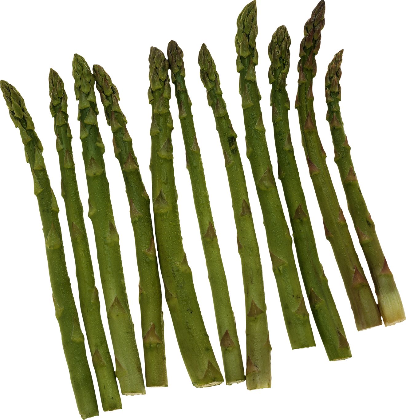 Asparagus PNG    图片编号:103961