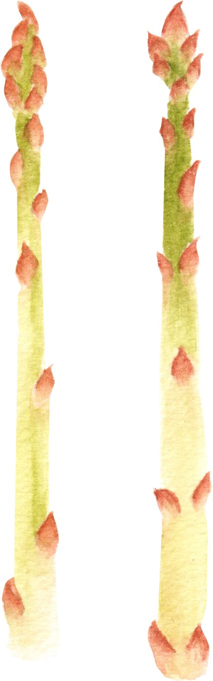 Asparagus PNG    图片编号:103972