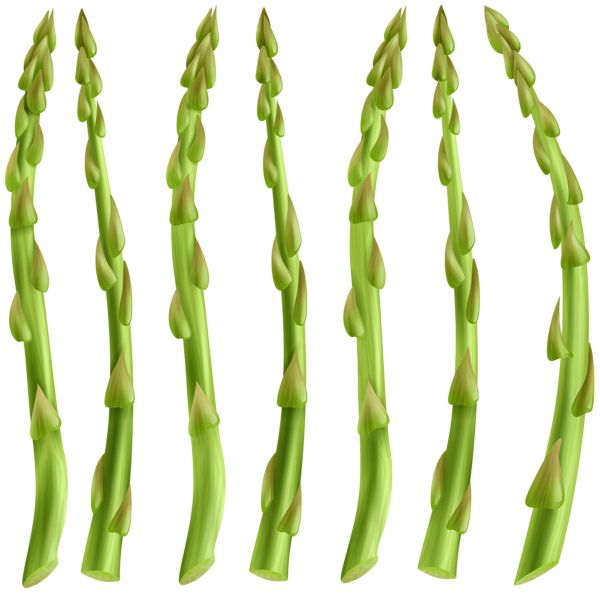 Asparagus PNG    图片编号:103950