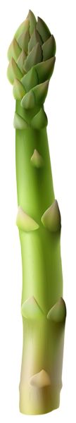 Asparagus PNG    图片编号:103951
