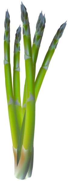 Asparagus PNG    图片编号:103952