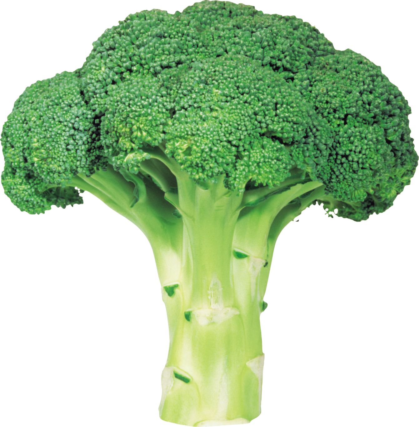 Broccoli PNG image with transparent background    图片编号:2820