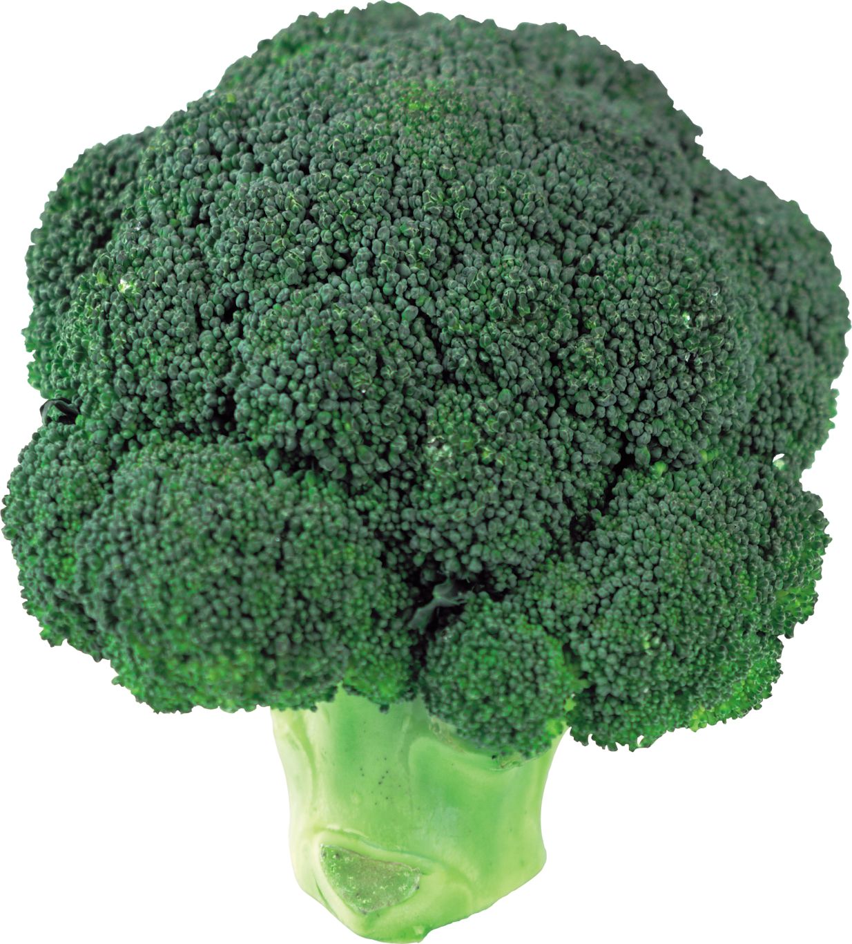 Broccoli PNG image    图片编号:2821