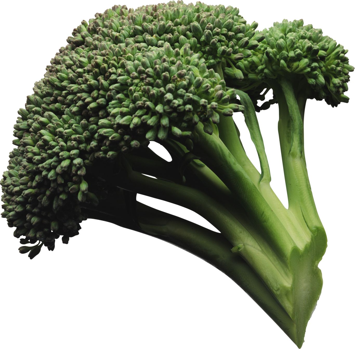 Broccoli PNG image    图片编号:2823