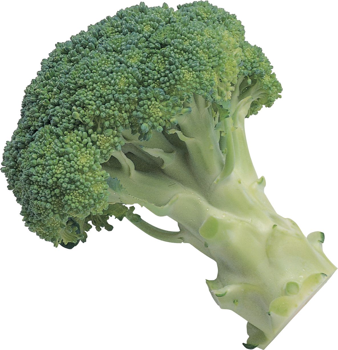 Broccoli PNG image    图片编号:2826