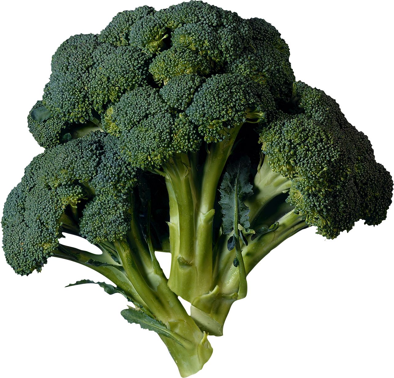 Broccoli PNG image    图片编号:2827